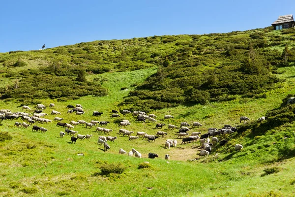 Alpine meadows koyun