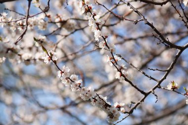 Çiçekli kayısı dalı