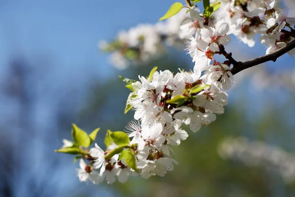 Çiçekli kayısı dalı