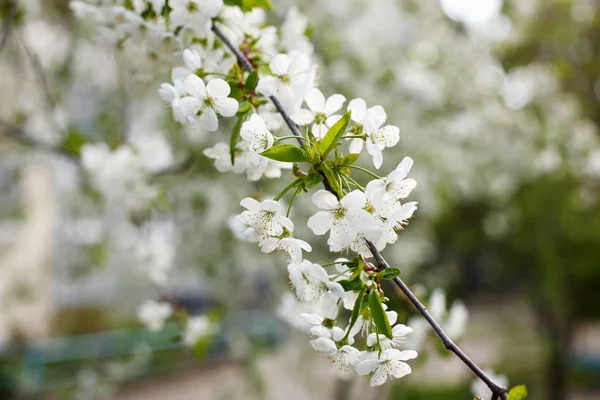 O ramo de flores de cereja — Fotografia de Stock