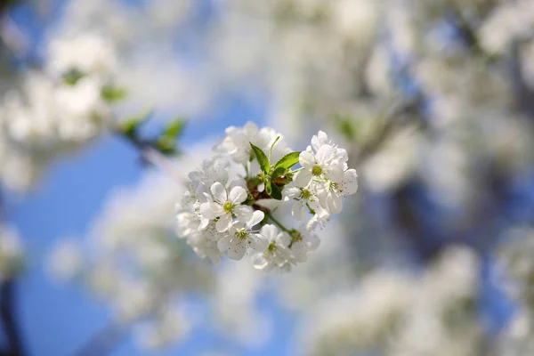 The branch of cherry blossoms — Stock Photo, Image