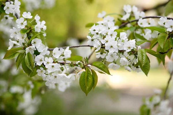 O ramo de flores de cereja — Fotografia de Stock