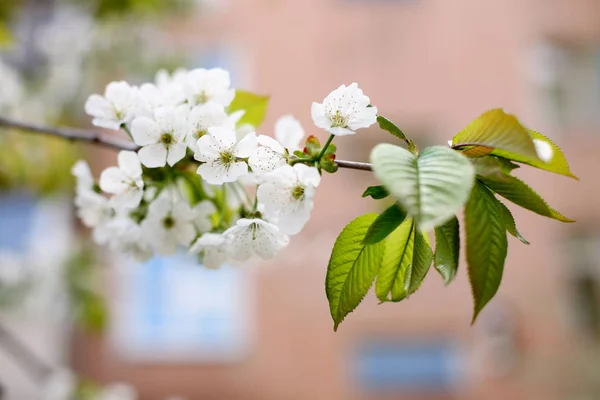 The branch of cherry blossoms — Stock Photo, Image