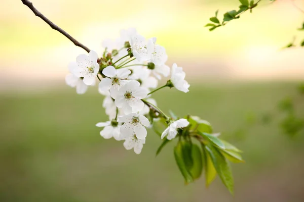 O ramo de flores de cereja — Fotografia de Stock