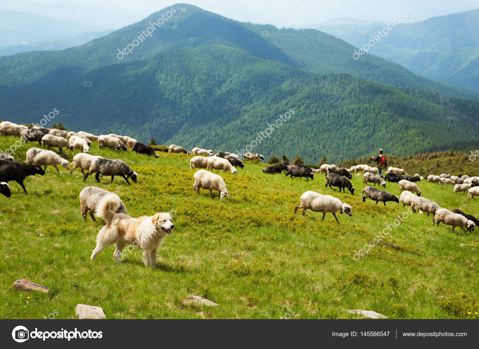Le Chien De Berger Des Carpates Photographie Vitalfoto