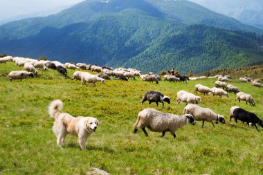 Karpat çoban köpeği