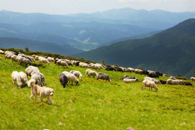 Karpat çoban köpeği