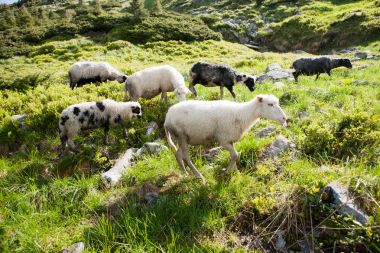 Alpine meadows koyun