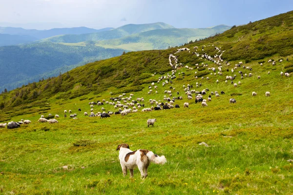 The Carpathian shepherd dog — Stock Photo, Image