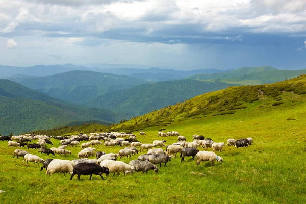 Moutons dans les prairies alpines — Photo