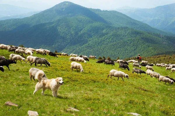 The Carpathian shepherd dog — Stock Photo, Image