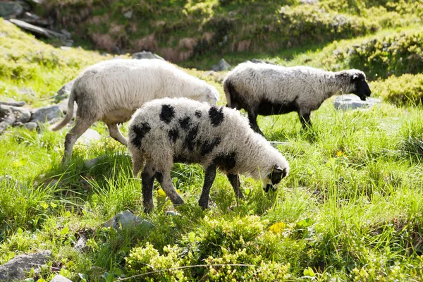 Moutons dans les prairies alpines — Photo