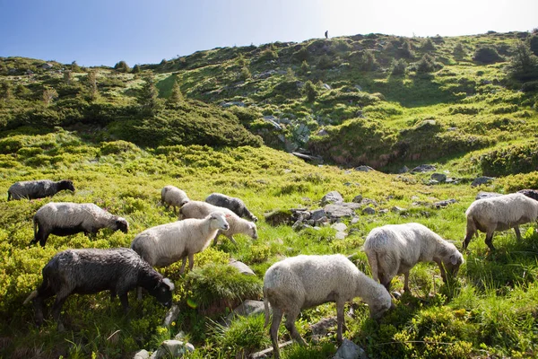 Moutons dans les prairies alpines — Photo