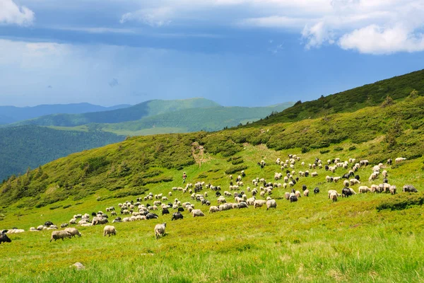 Sheep in the alpine meadows — Stock Photo, Image