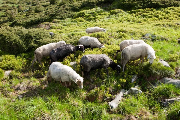 Sheep in the alpine meadows — Stock Photo, Image