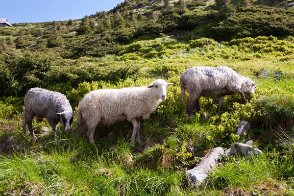 Moutons dans les prairies alpines — Photo