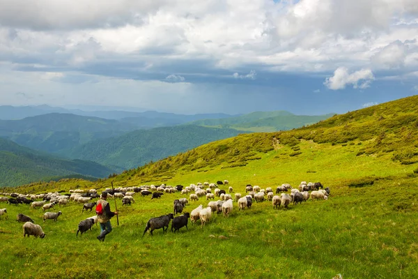 Moutons dans les prairies alpines — Photo