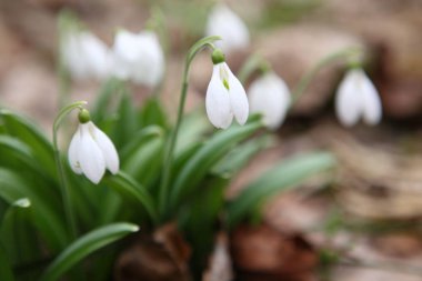Kardelen (Galanthus nivalis)
