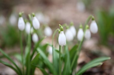 Kardelen (Galanthus nivalis)