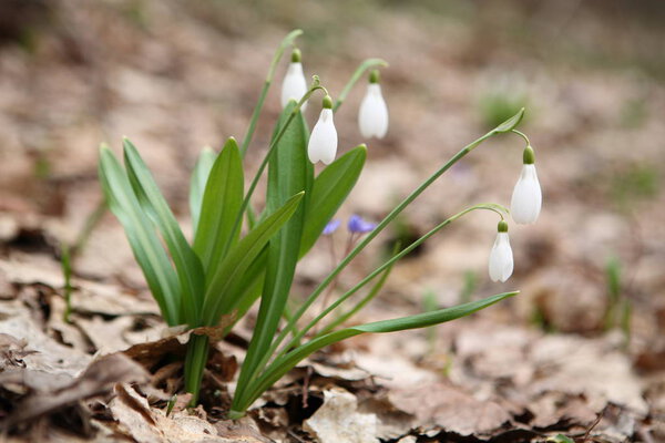 Снеговик (Galanthus nivalis
)