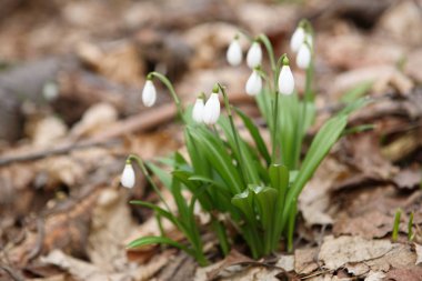 Kardelen (Galanthus nivalis)