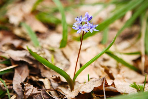 Blue Squill (Siberian Squill) — Stock Photo, Image