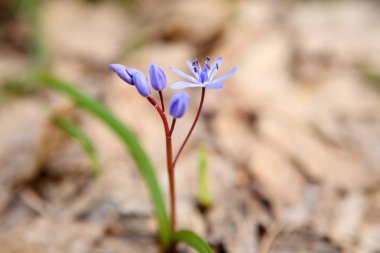  Mavi Squill (Sibirya Squill)