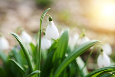 Kardelen (Galanthus nivalis)