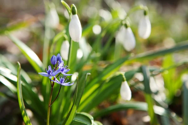 Блакитний Squill (Сибірський Squill) і Пролісок (Галантус шуаНз) — стокове фото