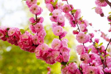 Japon eriği çiçeklenme