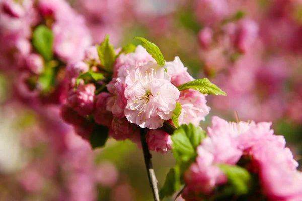 Ameixa japonesa florescente — Fotografia de Stock