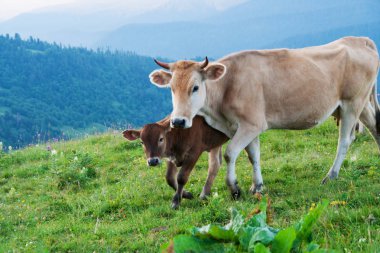 Alpin çayırlar üzerinde yürüyüşe onunla inek buzağı