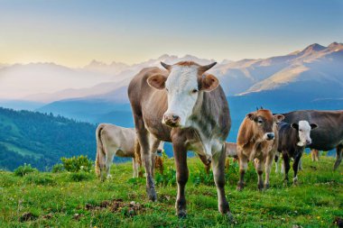 Alpin çayırlar üzerinde yürüyüşe onunla inek buzağı