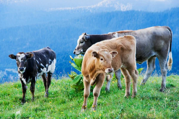 Cow with her calves for a walk on the Alpine meadows — Stock Photo, Image