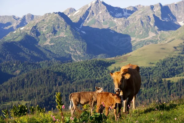 Cow with her calves for a walk on the Alpine meadows — Stock Photo, Image