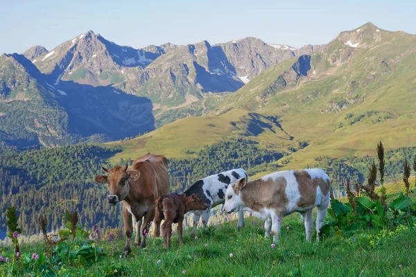 Cow with her calves for a walk on the Alpine meadows — Stock Photo, Image
