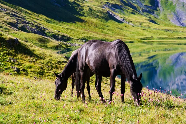 Horses graze on alpine pasture — Stock Photo, Image