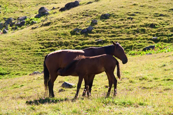 Horses graze on alpine pasture — Stock Photo, Image