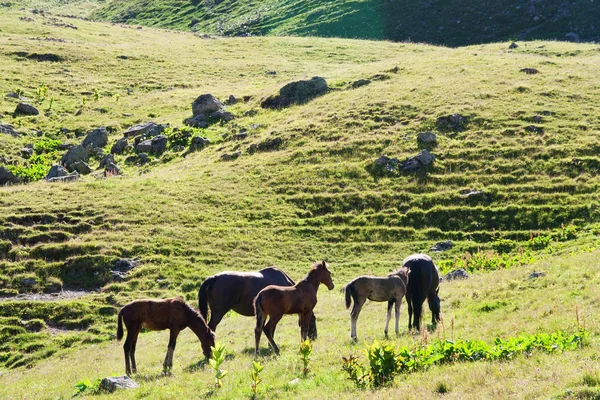 Konie pasą się na pastwiskach alpejskich — Zdjęcie stockowe