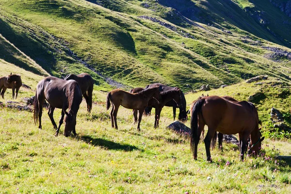 Horses graze on alpine pasture — Stock Photo, Image