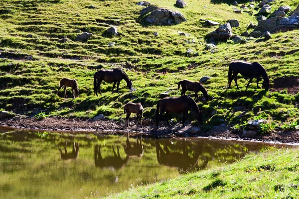 Konie pasą się na pastwiskach alpejskich — Zdjęcie stockowe