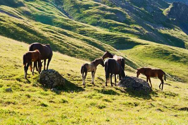 Horses graze on alpine pasture — Stock Photo, Image