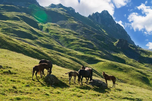 Коні випасаються на альпійських пасовищах — стокове фото