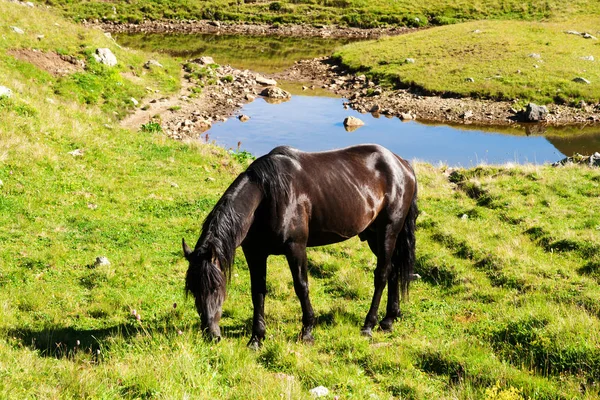 Horses graze on alpine pasture — Stock Photo, Image