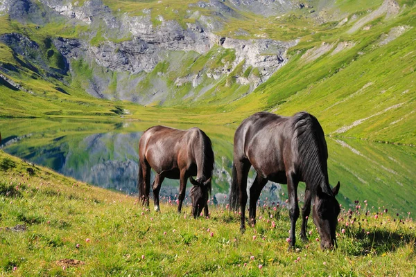 Horses graze on alpine pasture — Stock Photo, Image