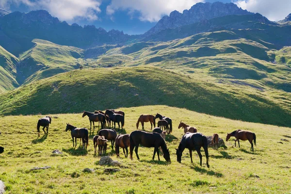 Horses graze on alpine pasture — Stock Photo, Image