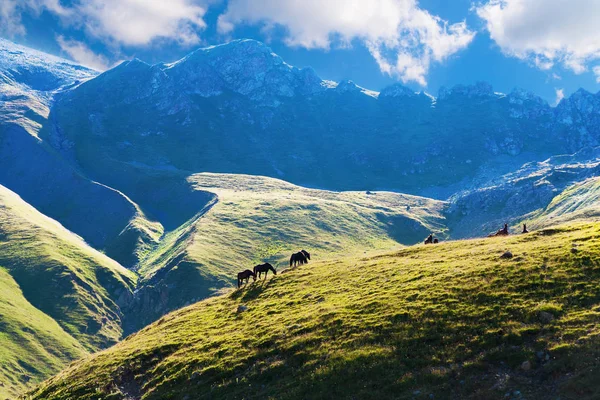 Лошади пасутся на альпийском пастбище — стоковое фото