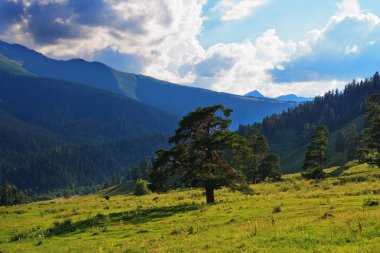 dağlar bir arka plan üzerinde çam
