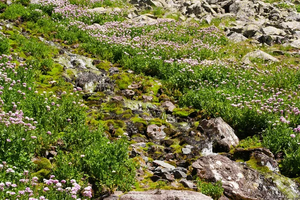 Flowers on alpine meadows — Stock Photo, Image