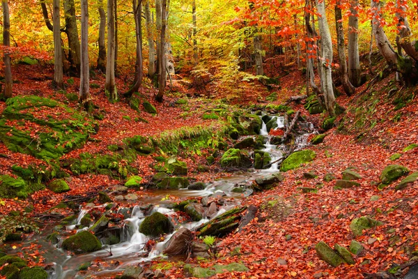 Ρυάκι μέσα σε δάσος οξιάς σε μια χρυσή φθινόπωρο — Φωτογραφία Αρχείου